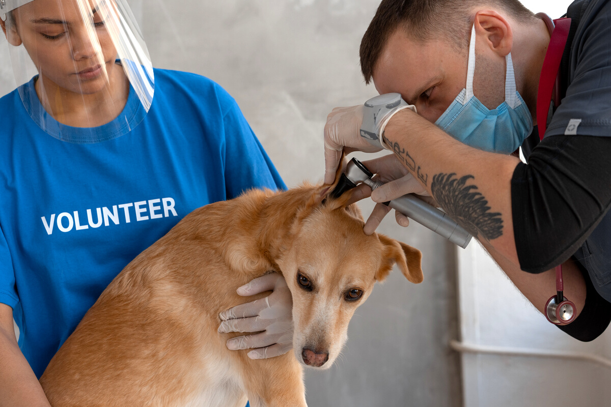 A Dog Having a Checkup on a Veterinary